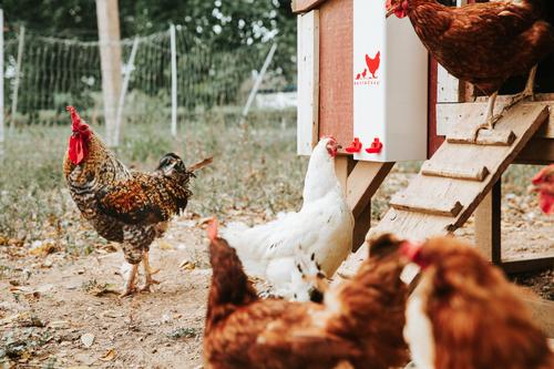 Show full view: RentACoop 2-Gal Waterer with Auto-fill Cups slide 5 of 8