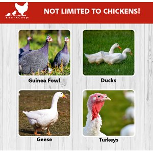 RentACoop Poultry Fence, Black, 48-in x 100-ft roll