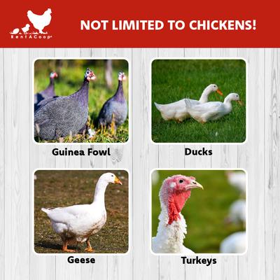 Show full view: RentACoop Poultry Boundary Fence, Black, 100-ft x 48-in roll slide 5 of 10