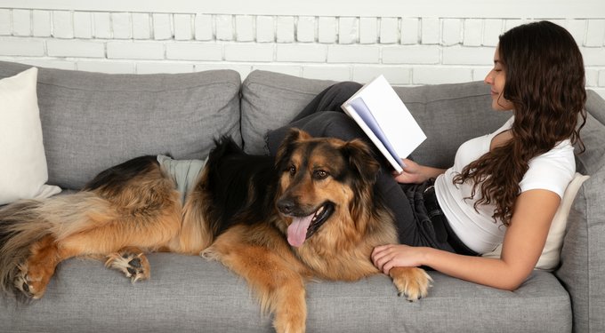 Pet Parents DiPees Belly Band Diapers & Disposable Male Dog Wraps & Extendrs