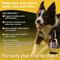 Show in main carousel: PawTides Joint Juice Joint Supplement for Dogs, 2-fl oz slide 3 of 5