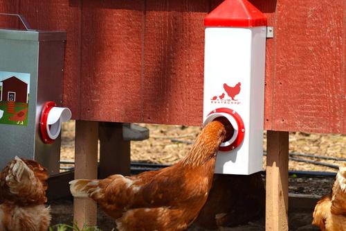 Show full view: RentACoop Anti-Roost Chicken Feeder, 10-lb slide 4 of 6