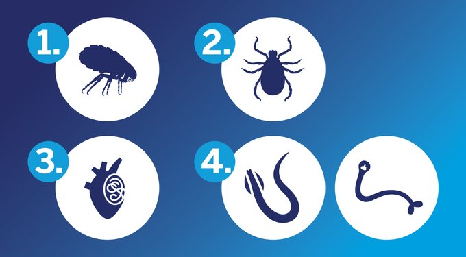 NexGard PLUS Chew for Dogs, 8.1-17 lbs. (Green Box)