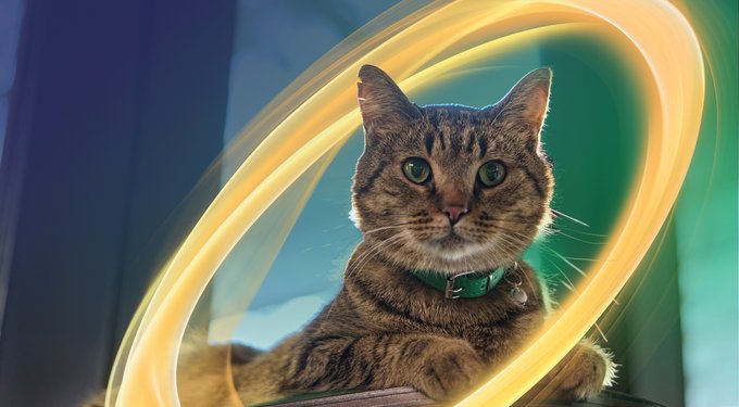 NexGard COMBO Topical for Cats, 5.6-16.5 lbs. (Yellow Box)