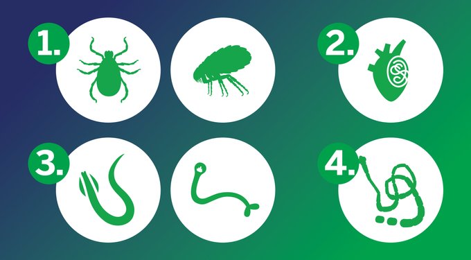 NexGard COMBO Topical for Cats, 5.6-16.5 lbs. (Yellow Box)