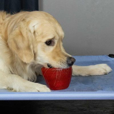 Show full view: Starmark Cookie Cup Jar Tough Dog Treat Dispenser Toy, Red, Large slide 7 of 8