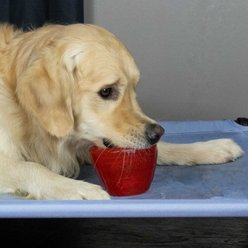 Starmark Cookie Cup Jar Tough Dog Treat Dispenser Toy, Red, Medium slide 2 of 7