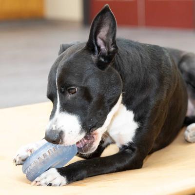 Show full view: Starmark Snapper Trapper Tire Tough Dog Treat Dispenser Toy, Blue, Small slide 6 of 6