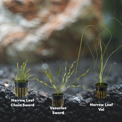 Quinn's Fins Jack & The Beanstalk Tank of Live Lanky Plants, 3 count slide 2 of 2