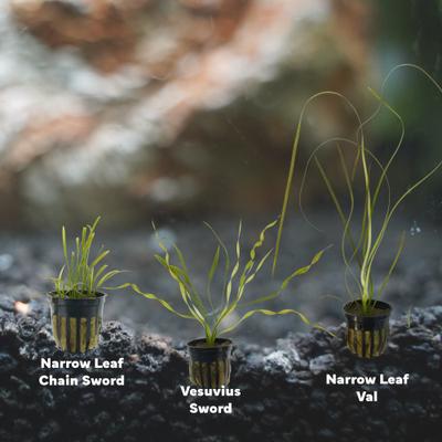 Show full view: Quinn's Fins Jack & The Beanstalk Tank of Live Lanky Plants, 3 count slide 2 of 2