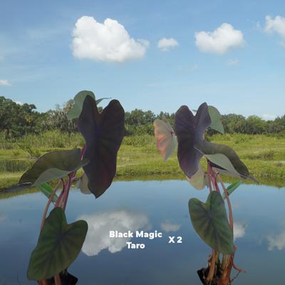 Show full view: Quinn's Fins Taro Magic Pond Plants, Black, Large, 2 count slide 2 of 2