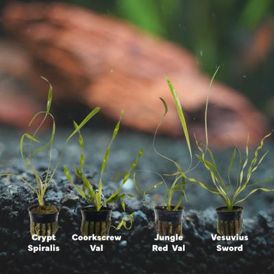 Show full view: Quinn's Fins Jack & The Beanstalk Tank of Live Lanky Plants, Green, Medium, 4 count slide 2 of 2