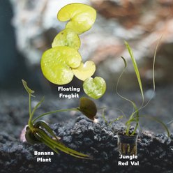 Quinn's Fins Jungle Plants, 3 count slide 2 of 2