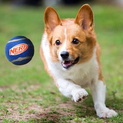 Nerf Dog Tennis Ball Dog Toy, Blue/Yellow/Orange/Red, 2.5-in slide 2 of 5