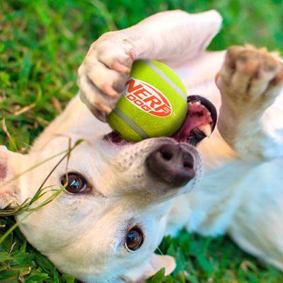 Show full view: Nerf Dog Tennis Ball Dog Toy, Blue/Yellow/Orange/Red, 2.5-in slide 2 of 5