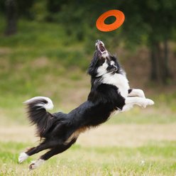 Nerf Dog TPR Tire Flyer Dog Flying-Discs Toy, Orange, 10-in slide 2 of 6