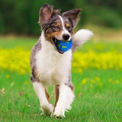 Nerf Dog TPR Checker Squeak & Crunch Dog Ball Toy, Blue & Green, 3.8-in slide 2 of 6