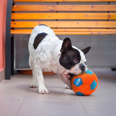 Show full view: Nerf Dog X-Weave Soccer Squeak Dog Ball Toy, Orange/Blue, 5-in, 2 count slide 2 of 5