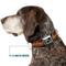 Show in main carousel: Buckle-Down Metal Seatbelt Buckle Western Whiskey Heart Repeat Polyester Dog Collar, Brown/Tan, Large: 15 to 24-in neck, 1-in wide slide 7 of 9