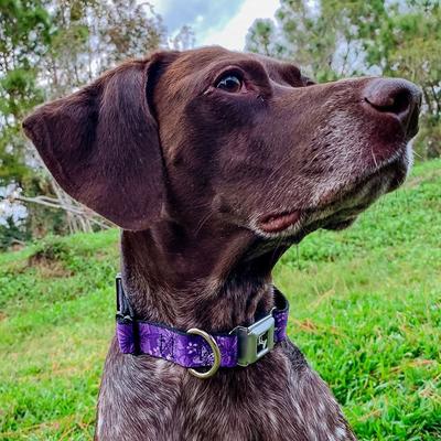 Show full view: Buckle-Down Metal Seatbelt Buckle Hibiscus Collage Print Polyester Dog Collar, Purple, Large: 15 to 24-in neck, 1-in wide slide 9 of 10
