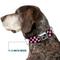 Show in main carousel: Buckle-Down Metal Seatbelt Buckle Checker Print Polyester Dog Collar, Black/Baby Pink, Medium: 11 to 16.5-in neck, 1-in wide slide 7 of 9
