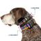Show in main carousel: Buckle-Down Cartoon Network Adventure Time Lady Raincorn Poses Stripe Rainbow Plastic Buckle Polyester Dog Collar, Medium: 11 to 16.5-in neck, 1-in wide slide 2 of 9