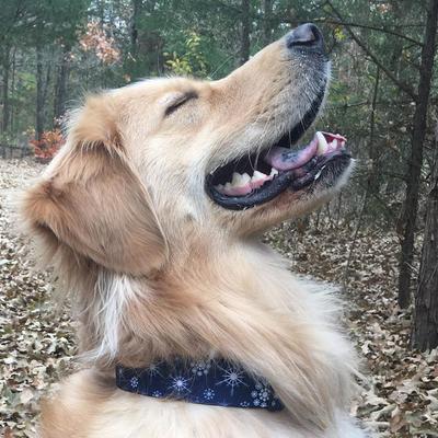 Show full view: Buckle-Down Plastic Buckle Snowflakes Print Polyester Dog Collar, Blue/White, Wide Small: 13 to 17-in neck, 1.5-in wide slide 9 of 10