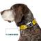 Show in main carousel: Buckle-Down Peanuts Worldwide LLC Snoopy Smiling Metal Seatbelt Buckle Dog Collar, Yellow/Black/White, Small: 9.5 to 13-in neck, 1-in wide slide 7 of 7