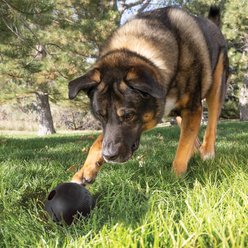 KONG Extreme Ball Dog Toy, Black, Large slide 2 of 9