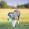 Show in main carousel: KONG Puppy Goodie Bone Dog Toy, Small, Blue slide 3 of 13