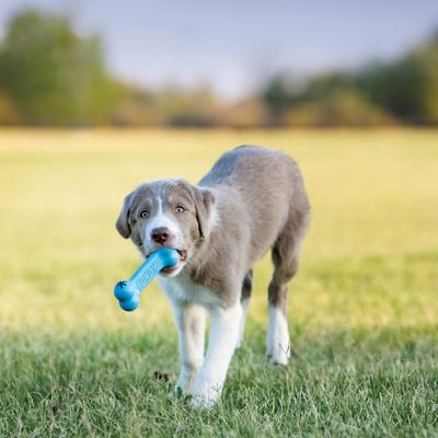 Show full view: KONG Puppy Goodie Bone Dog Toy, Small, Blue slide 3 of 13