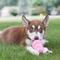 Show in main carousel: KONG Puppy Chew Dog Toy, Pink, Large slide 2 of 12