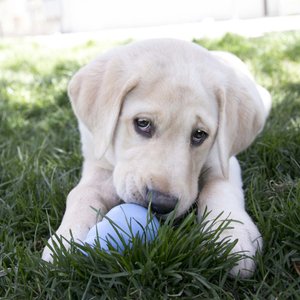 KONG Puppy Chew Dog Toy, Blue, Small