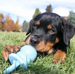 KONG Puppy Binkie Chew Dog Toy, Blue, Medium slide 2 of 9
