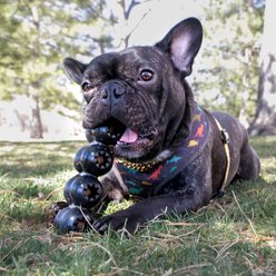 KONG Extreme Goodie Ribbon Dog Chew Toy, Large slide 2 of 9