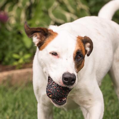 Show full view: Chew King by Mammoth Supreme Tough Treater Treat Dispensing Dog Toy, Black & Red, Large slide 5 of 11