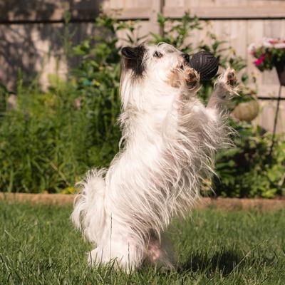 Show full view: Chew King by Mammoth Supreme Tough Fetch Ball Dog Toy, Black & Red, Small: 2.5-in slide 4 of 10