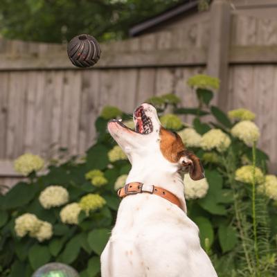 Show full view: Chew King by Mammoth Supreme Tough Fetch Ball Dog Toy, Black & Red, Medium: 3-in slide 4 of 10