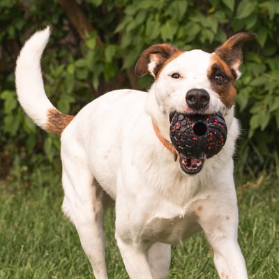 Show full view: Chew King by Mammoth Supreme Tough Fetch Ball Dog Toy, Black & Red, Large: 4-in slide 5 of 10