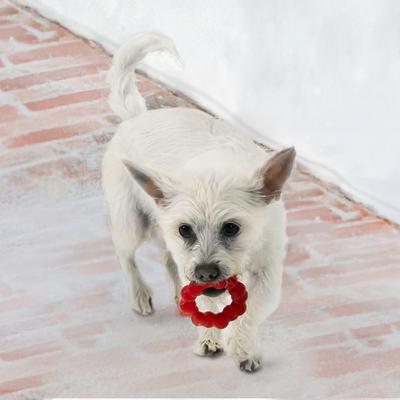 Show full view: KONG Ring Dog Toy, Small/Medium slide 2 of 11