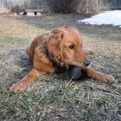 Show full view: KONG Extreme Ball Dog Toy, Small slide 2 of 11