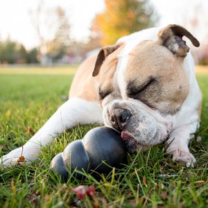 KONG Extreme Dog Toy, Large