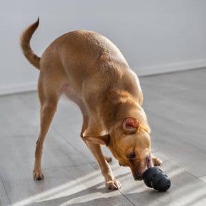 KONG Extreme Dog Toy, Small