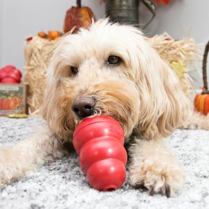 KONG Classic Dog Toy, Medium