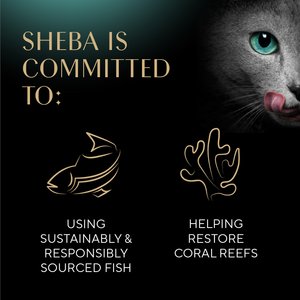 Sheba Selections Filets in Broth Chicken with Tuna & Chicken with Shrimp Variety Pack Grain-Free Cat Meal Complement, 1.3-oz tray, case of 24