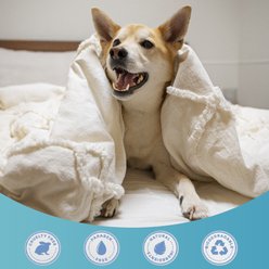 Replenish Aloe & Oatmeal Dry Flaky Skin Treatment Dog Shampoo, Pina Colada Scent, 12-fl oz bottle slide 2 of 9