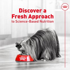 Royal Canin Fresh Health Nutrition Adult Dog Food, 8.8-oz pouch, pack of 7 slide 2 of 8