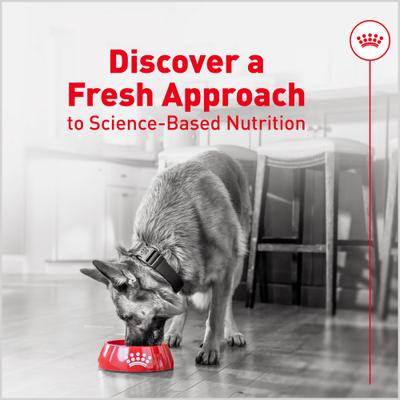 Show full view: Royal Canin Fresh Health Nutrition Senior Dog Food, 14.1-oz pouch, pack of 7 slide 10 of 12