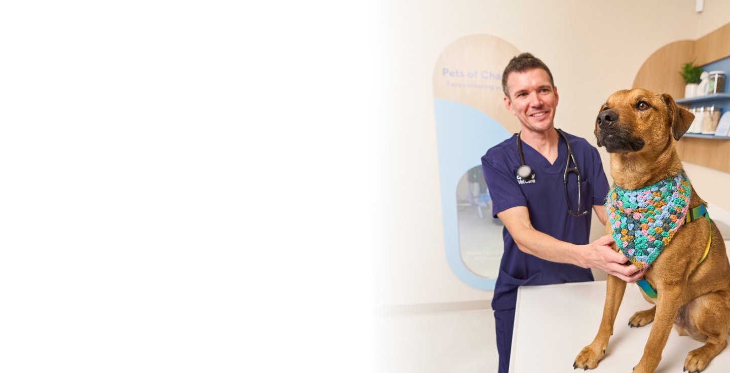 A veterinary professional playing with a dog