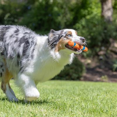 Show full view: Chuckit! Day & Night Fetch Stick Dog Toy, Medium, 2 count slide 5 of 7